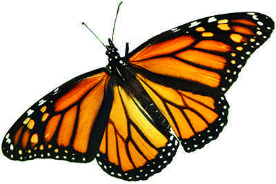 re-butterfly
