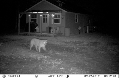 PROWLING THE U.P.—A cougar stalks just outside a residence in Delta County, north of Saint Jacques on Sept. 22. This sighting, caught on a trail camera, marks the fifth confirmed case of a cougar in the U.P this year and is closely followed by a Marquette County sighting.