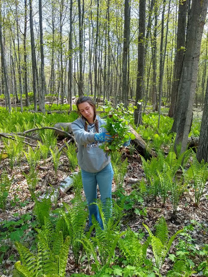 UP BY THE ROOT—A Lake to Lake CISMA volunteer holds up a clump of garlic mustard, an invasive species threatening to degrade the pristine natural setting around the Great Lakes region.