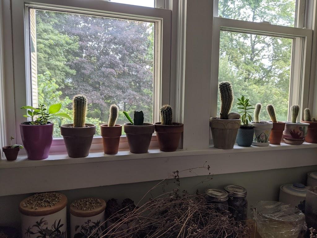 Succulent+plants+in+a+window