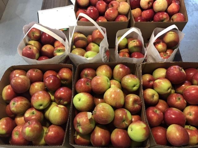 Picture of apples from Barrons apple orchard