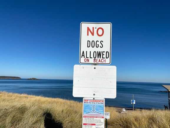 no dogs allowed