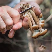 Photo Courtesy of Joe Lane

FOREST FORAGING-- Lane cuts away the roots of a harvest of mushrooms. He often uses his harvest in his home cooking, adding a natural and unique flavor.