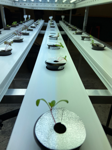 Photo courtesy of Sarah Cormier
SPROUTING PROGRAM - The indoor agriculture program meet in Jacobetti in a room that was previously used for the aviation program. In the picture are so sprouts in an NFT (nutrient film technique) system.