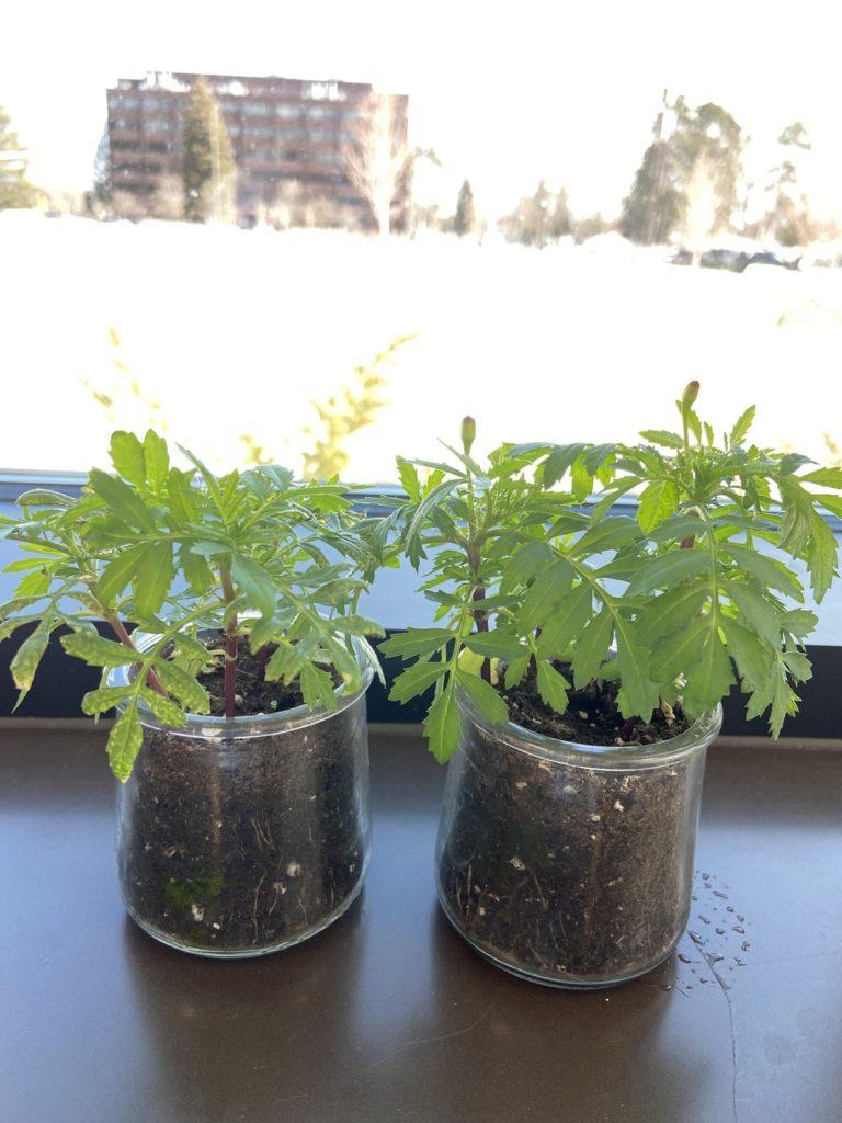 Photo courtesy of Mackenzie Meyer

MERRY MARIGOLDS—Marigolds planted in old yogurt containers. One goal of the DIY Herb garden event is to promote sustainability by planting the seeds in reusable containers like old mugs and soup bowls.