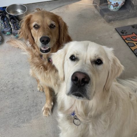 COMPANIONS — Beta, left, and Boone, right, pose for a quick picture. Growing up with a dog in the family meant that you always had a friend. Whether it be going for walks or relaxing on the couch, dogs seem to find joy in accompanying us through any endeavor that life has to offer us.