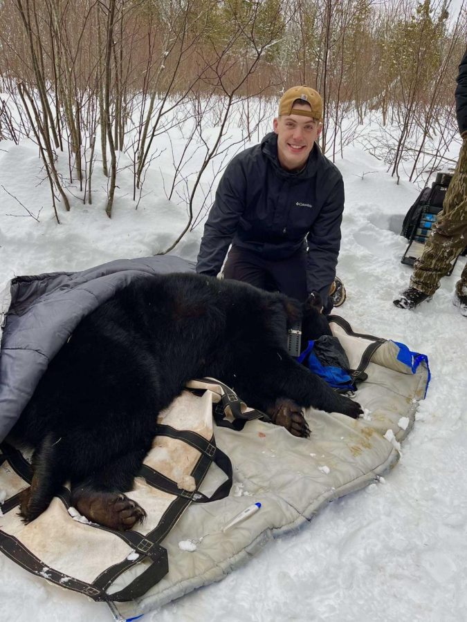 SAFTEY FIRST - Anthony Clyne sits with a bear his team was able to capture easily due to the special techniques used by the DNR.