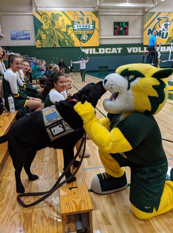 CHEERLEADER — Welles, the mascot of the NMU volleyball team, greets Wildcat Willy at a home match. As the team is introduced, the service dog will bark for each of the players to show his support. 