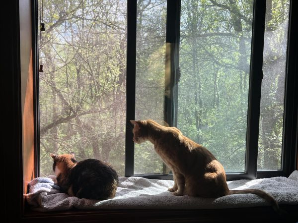 QUALITY TIME — Simon and Chili go squirrel watching together at their spots on the windowsill.