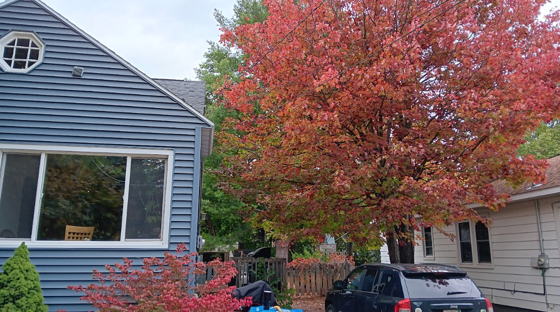 FALL COLORS — A large tree in my yard that always explodes with color during the fall. While some people may view it as a chore, one of my favorite fall activities is spending a Sunday raking the leaves in my yard.
