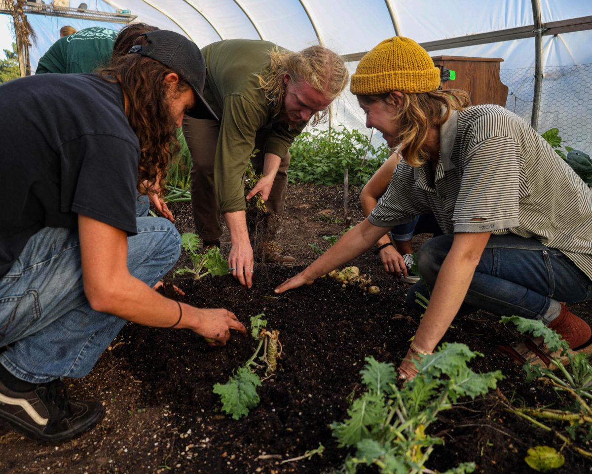 HANDS IN THE DIRT — Hoop house student organization members harvest potatoes from one of the many plots in the hoop house. The excess produce harvested from the hoop house in donated to the NMU Food Pantry and is available to anyone to get fresh veggies. 