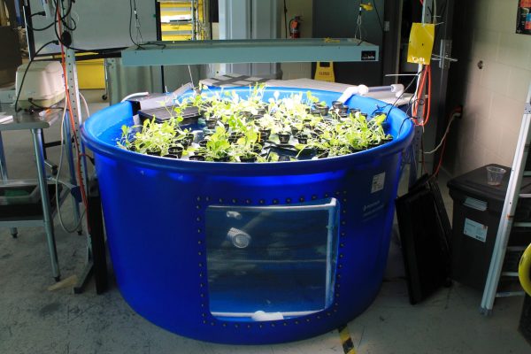 FLOATING GARDEN — A 400-gallon tank full of shrimp, water and floating plants located in the Indoor Agriculture Lab in the Jacobetti Complex.