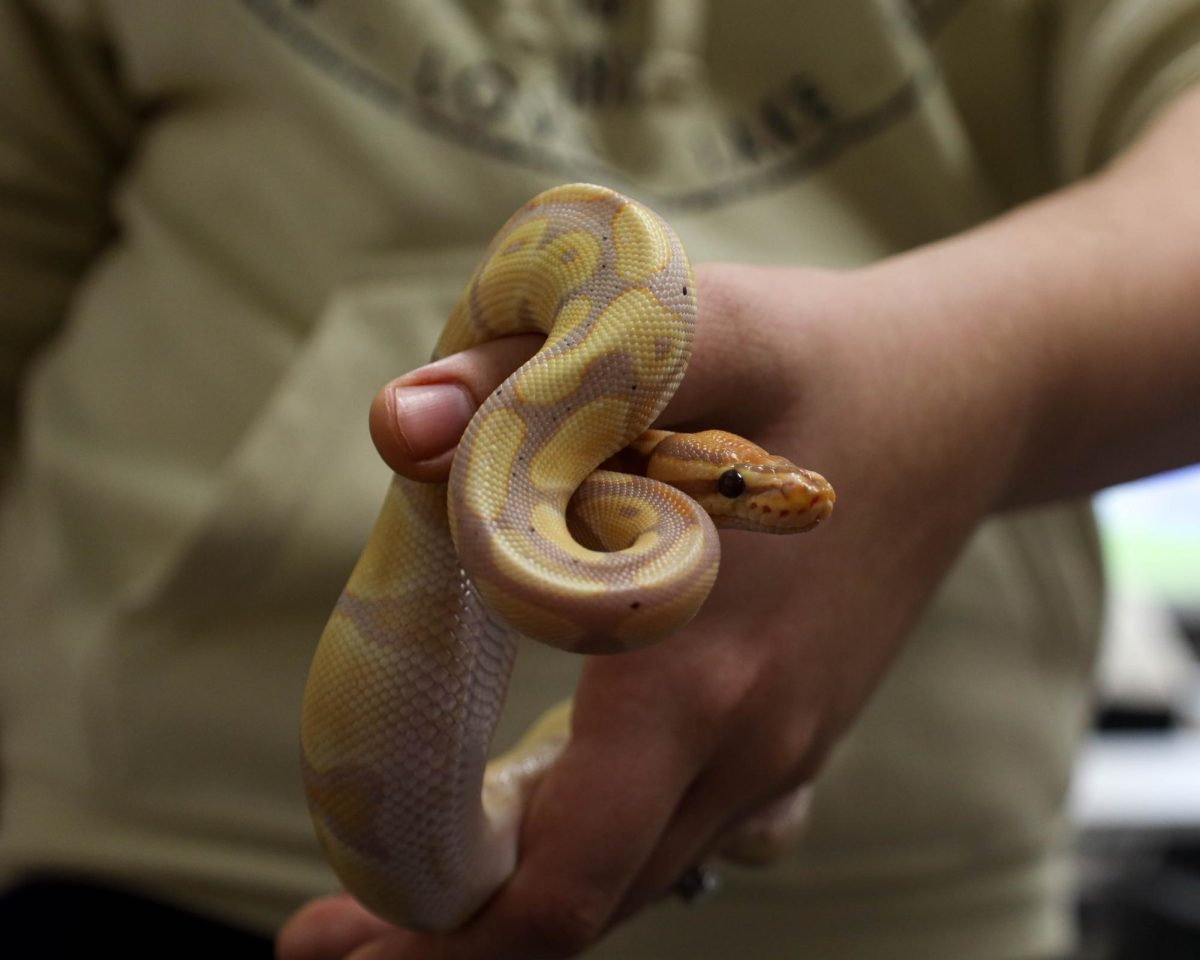 FREAKY FRIENDS -- Northern Scales Reptiles presents a rare opportunity for students to be educated and safely interact with reptiles. Leila, the owners pet, is a Burmese python with one eye.