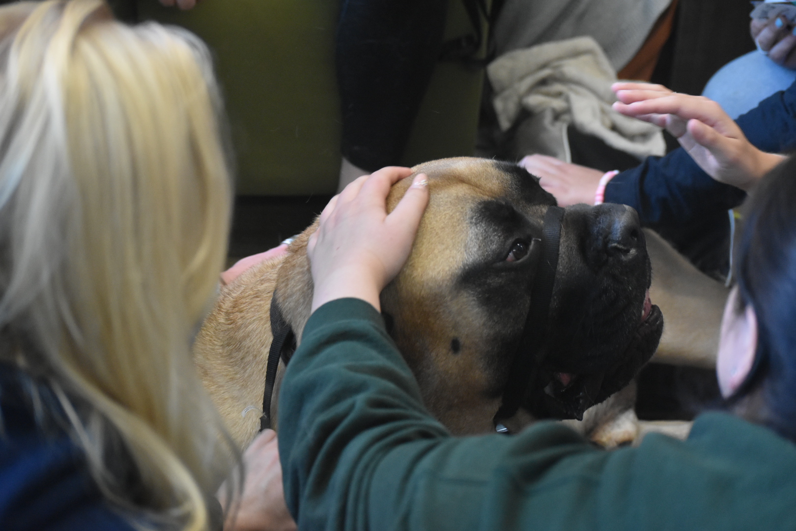 REACHING OUT — Students attending a Wildpups event reach to pet Boris for comfort in between classes. 