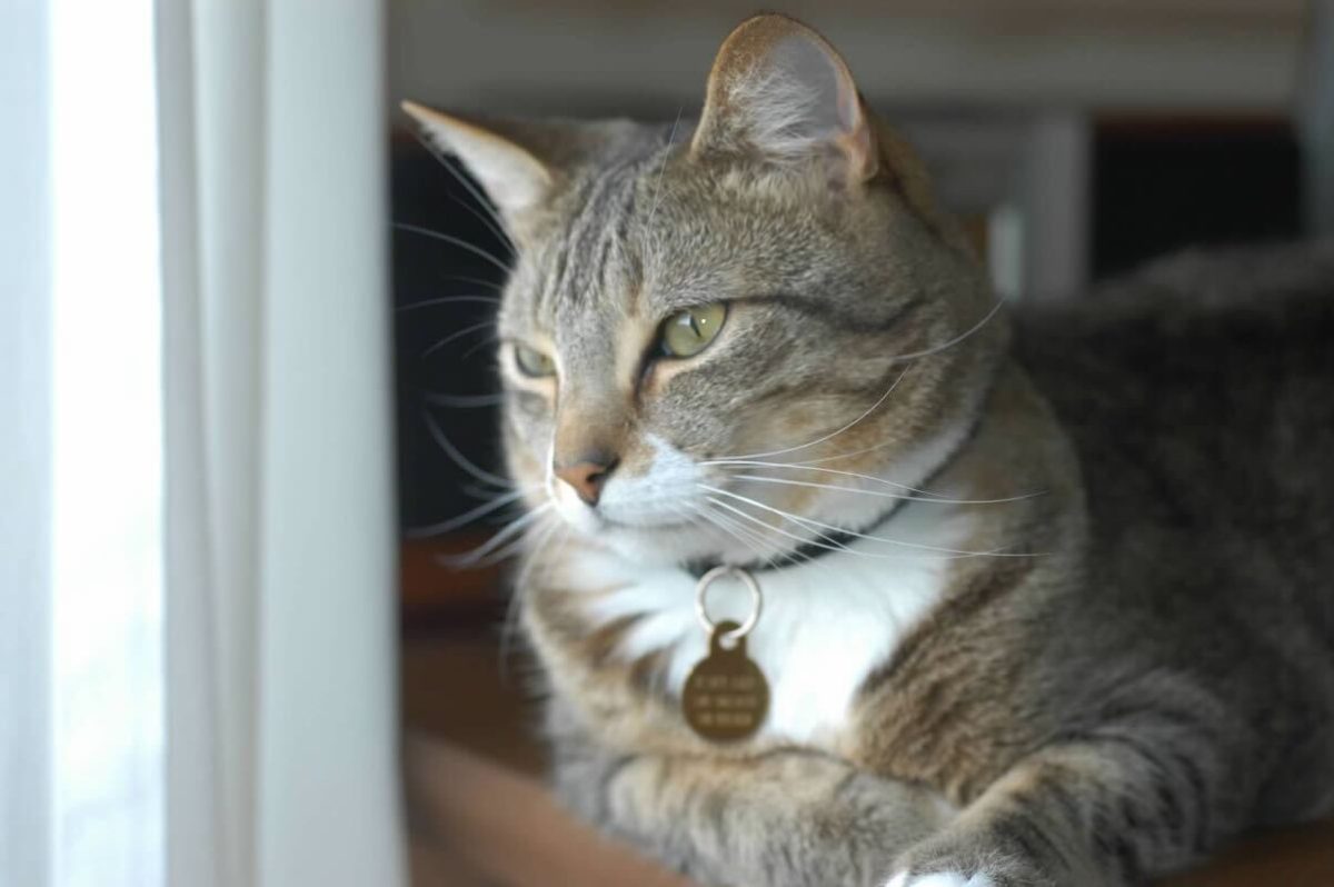 Harry, the stray cat that is depicted in this article, happily enjoying the sun.