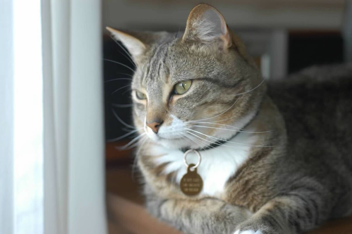 Harry, the stray cat that is depicted in this article, happily enjoying the sun.