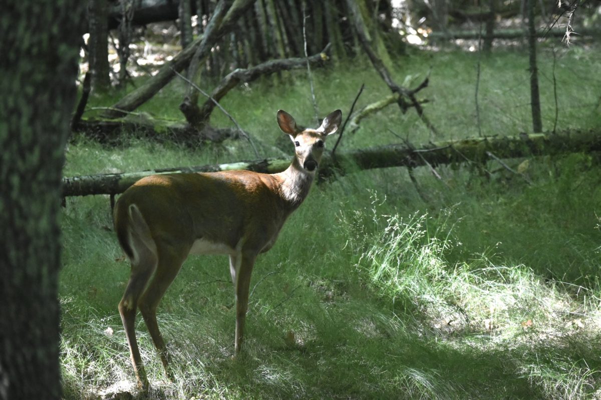  STOP AND LOOK— A doe stops in her tracks in the middle of the UP woods. The forests are filled with all types of wildlife that are currently threatened by a variety of different things. 
