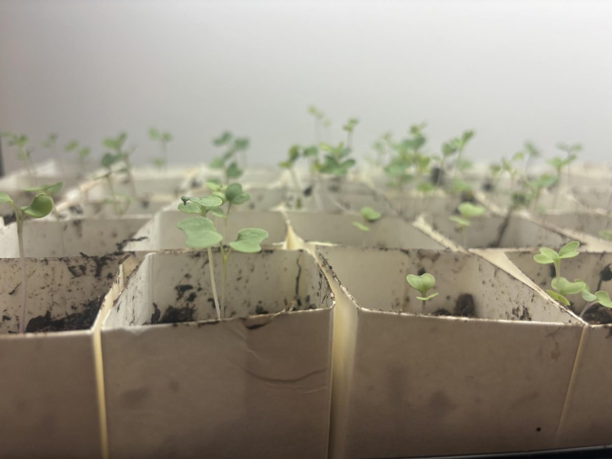 TIME TO GROW— A look into some seedlings sprouted by the Hoop House.