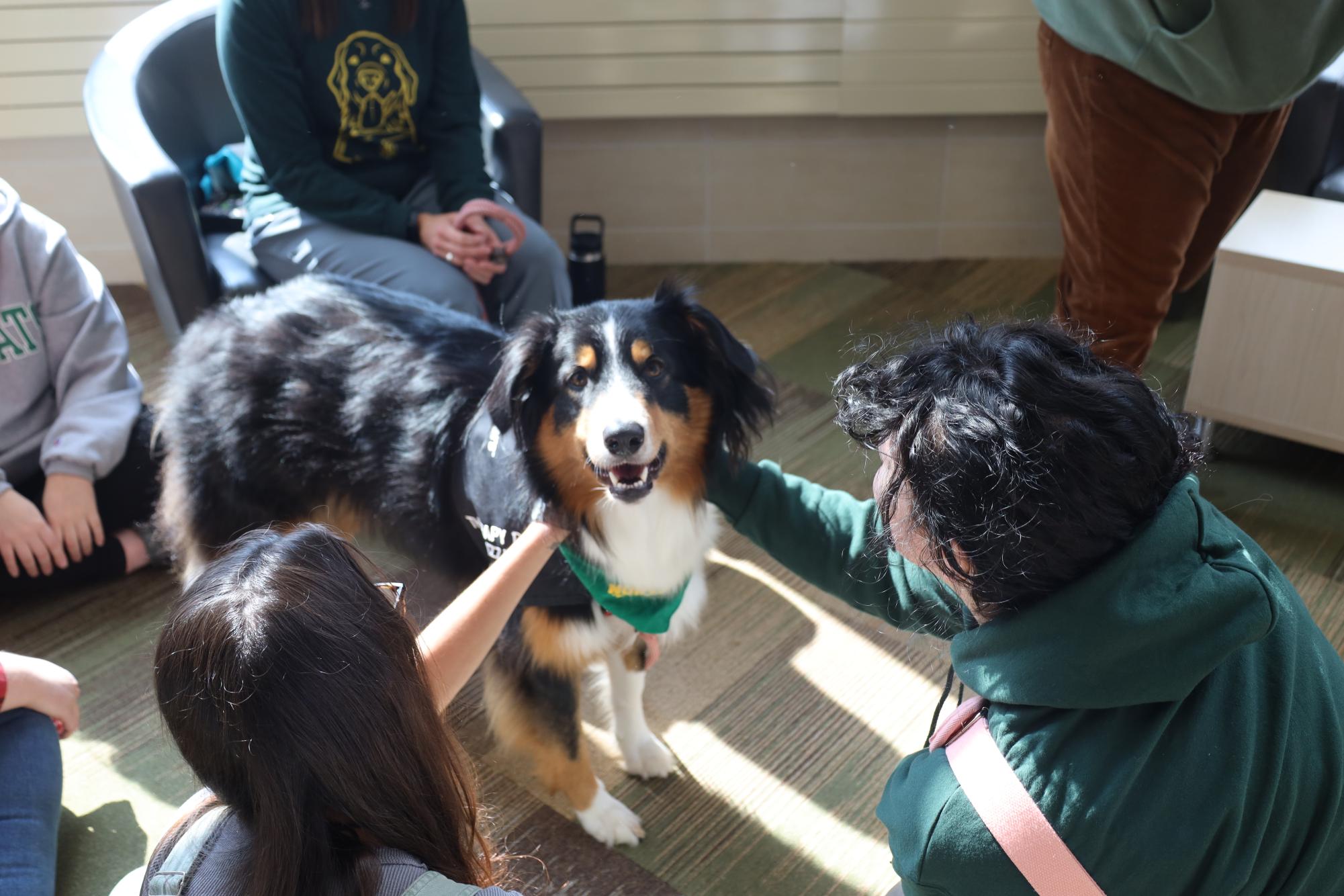 RAY OF SUNSHINE— Community Member Wildpup Daisy, an Australian Shepherd, is happy to be the center of attention. 