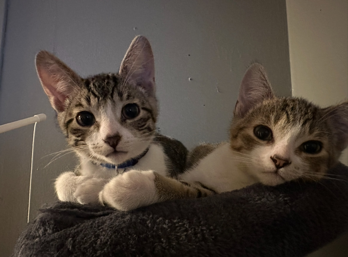 CATS—  Pet parenting in college isn't as easy as it seems. (Megan Voorhees/NW)